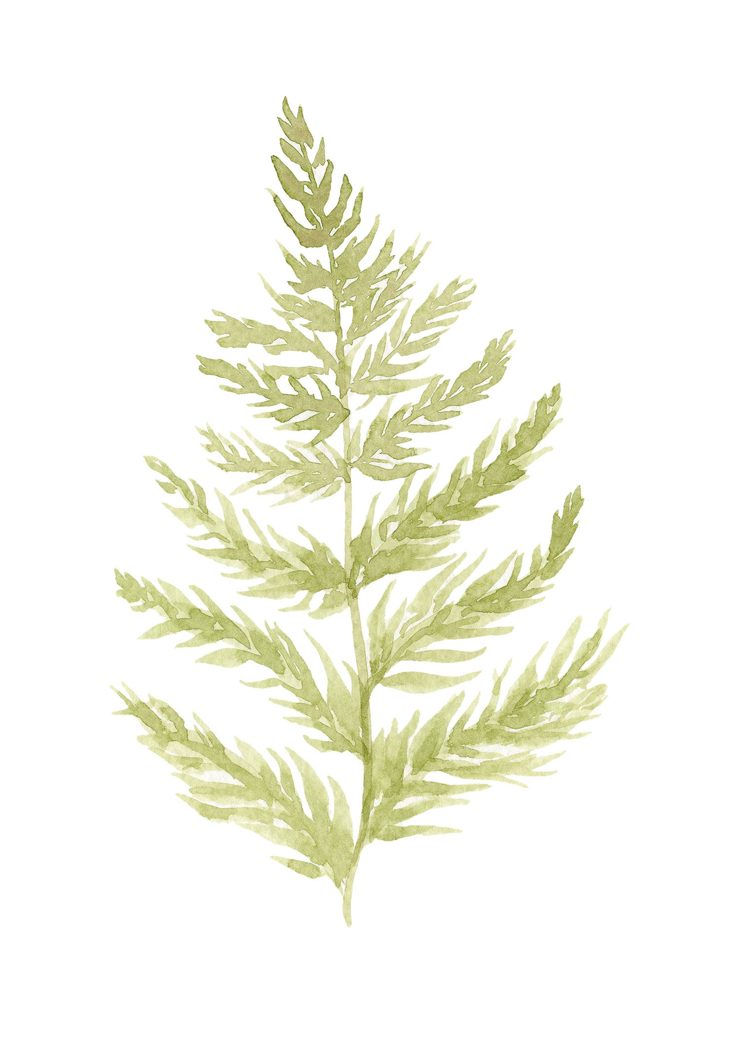 Fern