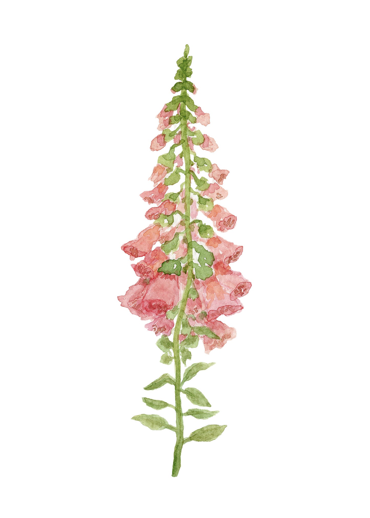 Foxglove
