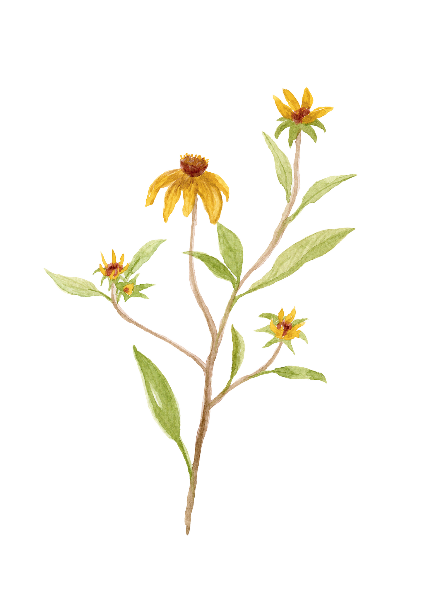 Black Eyed Susan