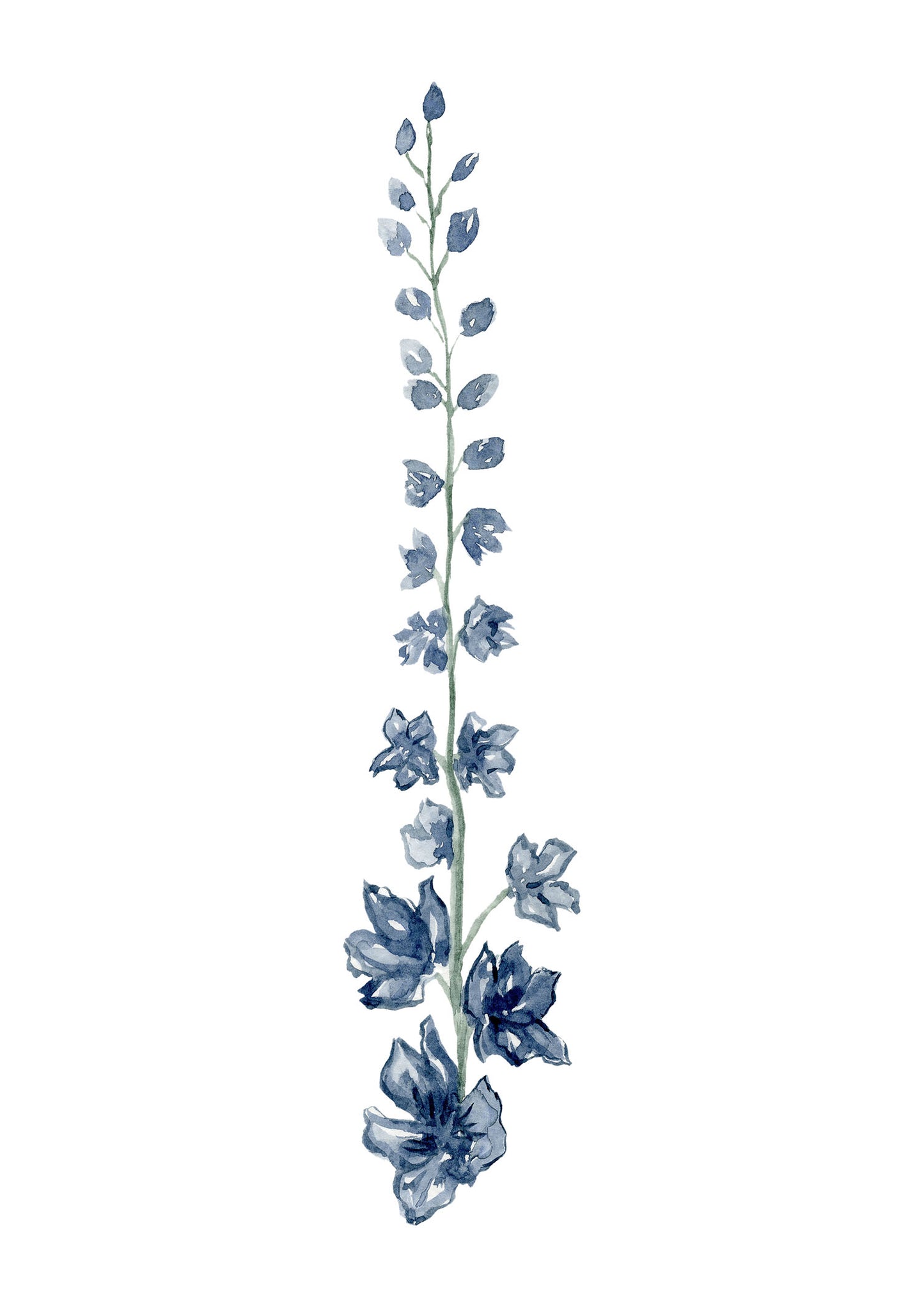 Delphinium