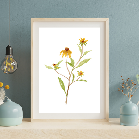Black Eyed Susan
