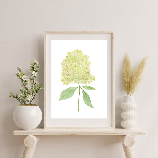 Hydrangea