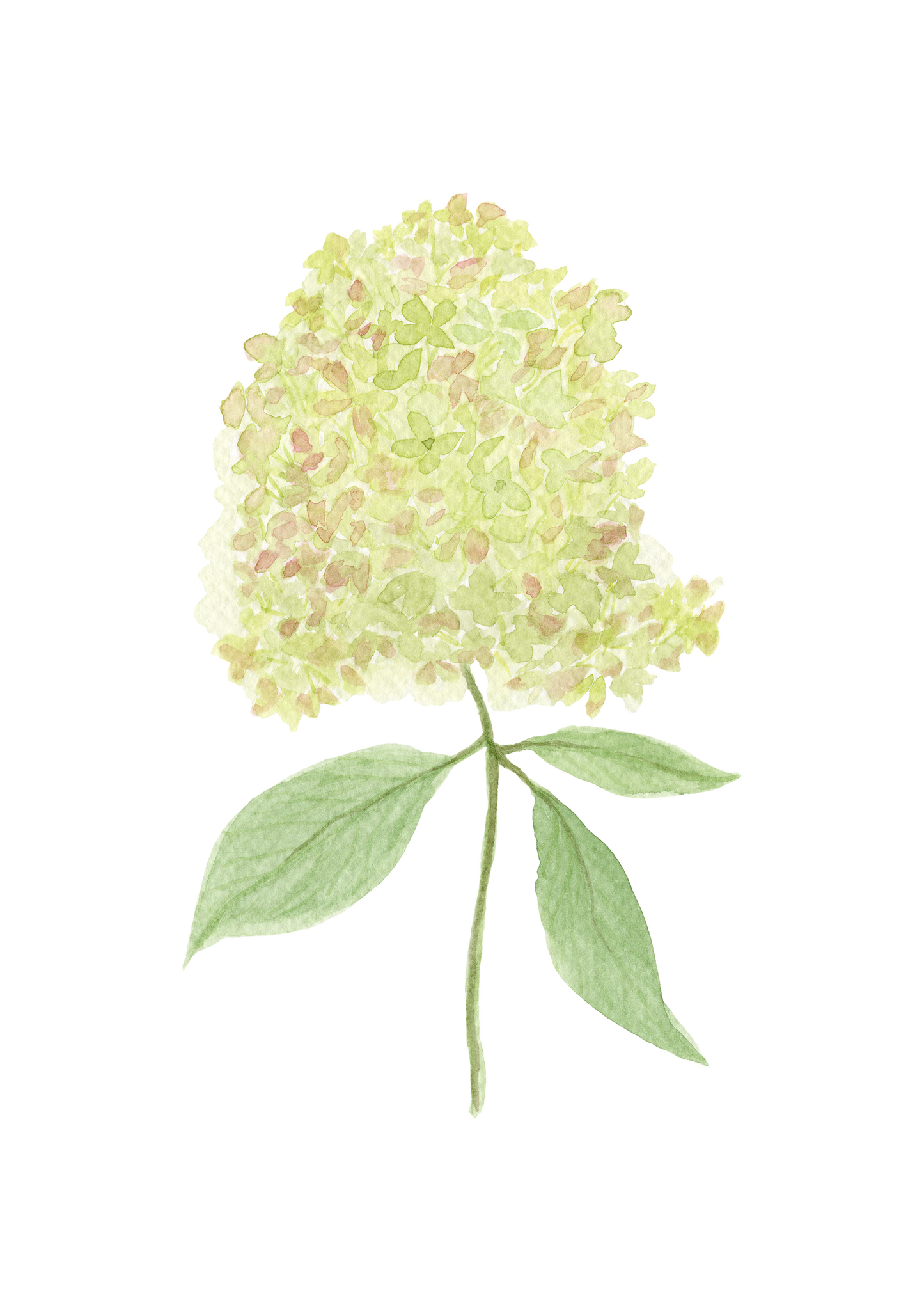 Hydrangea